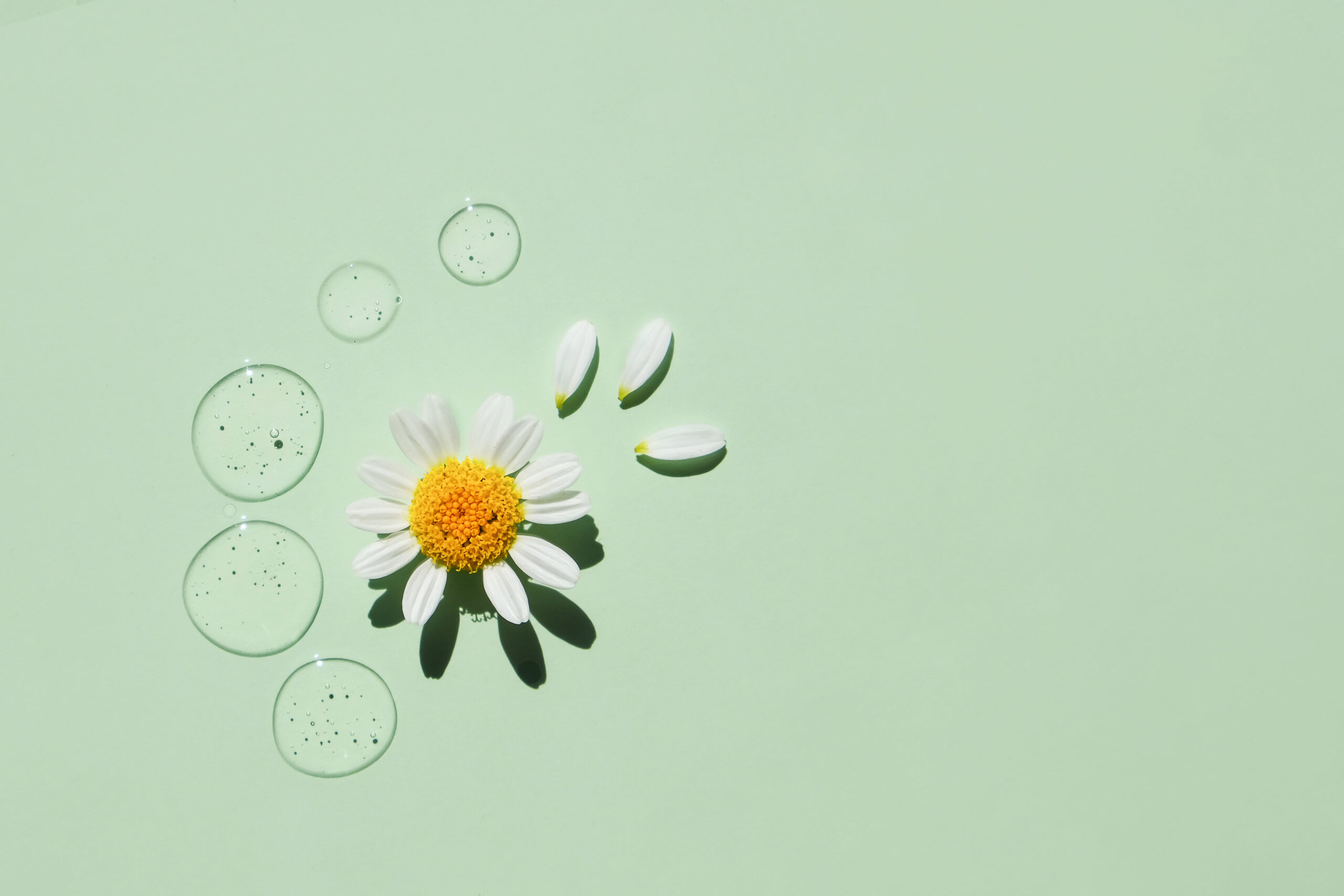 Drops of transparent cosmetic gel with natural chamomile on a green background. Top view, cosmetic product.