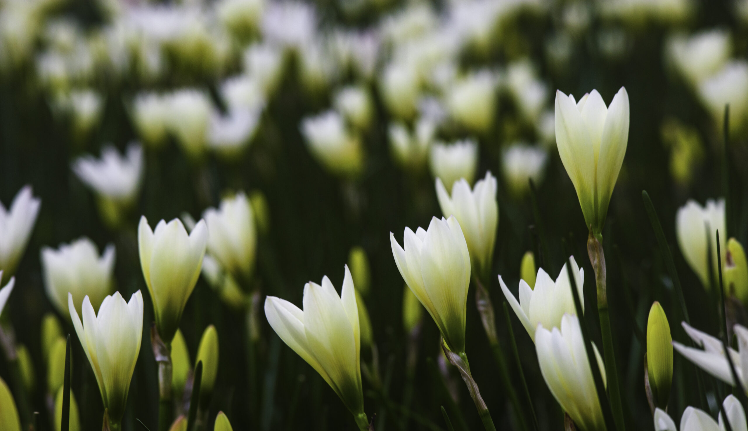 close-up of white autumn zephyrlily